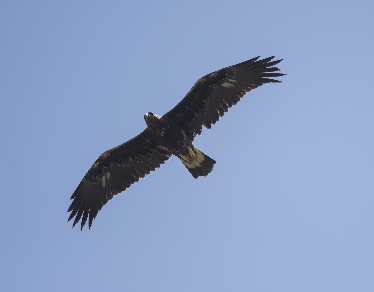 Águila Real - ML616712917