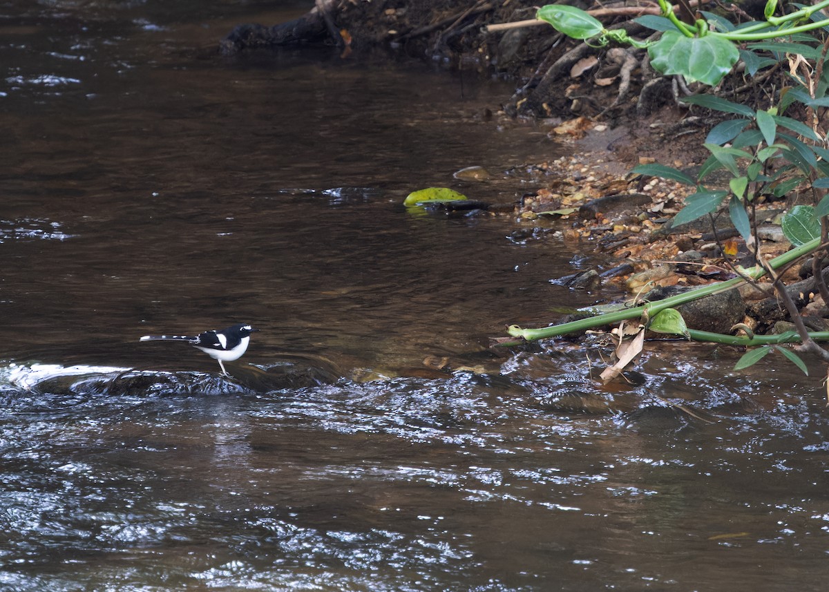 Black-backed Forktail - ML616712943