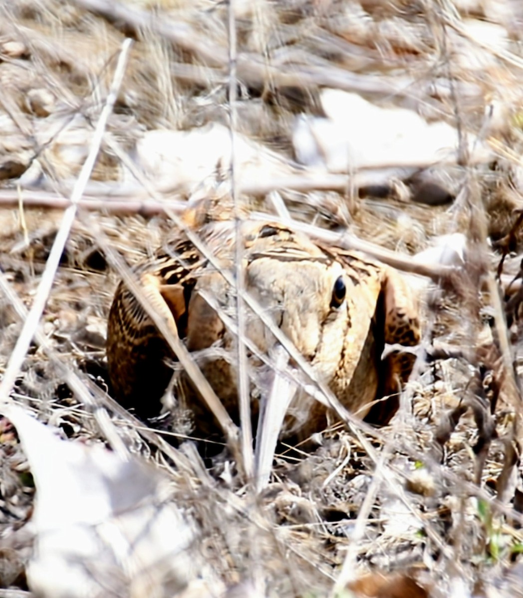 American Woodcock - ML616712946