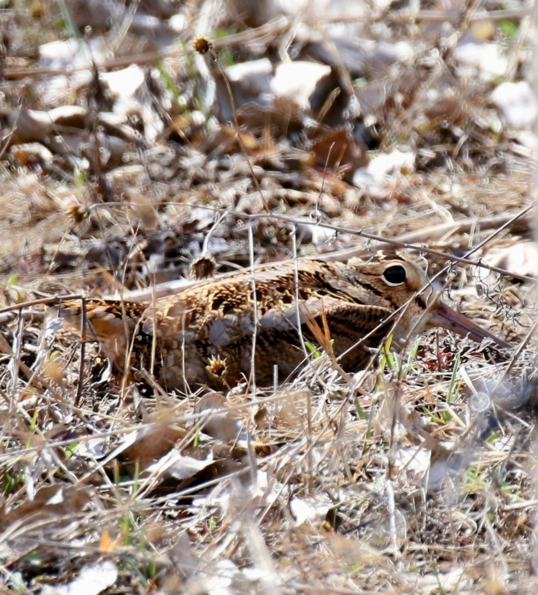 American Woodcock - Phil Mills