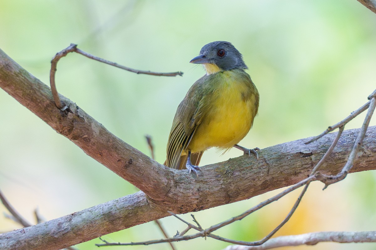 Gray-headed Bristlebill - ML616712954