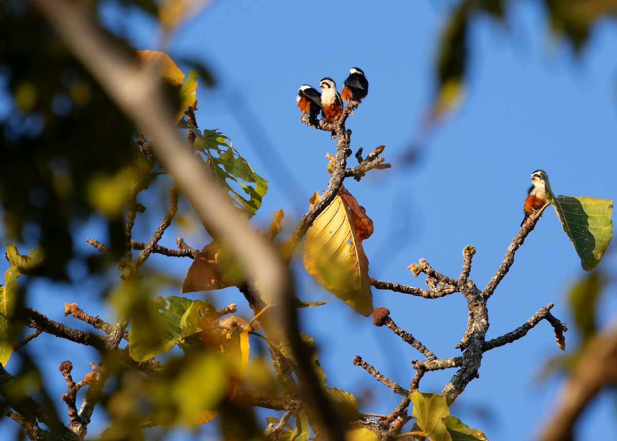 Collared Falconet - Ayuwat Jearwattanakanok