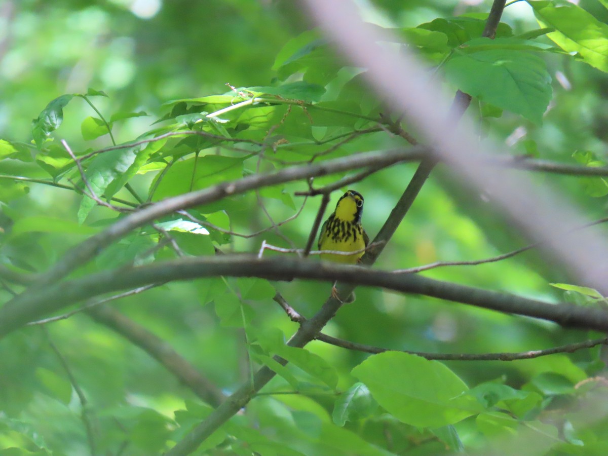 Canada Warbler - Elias Markee-Ratner