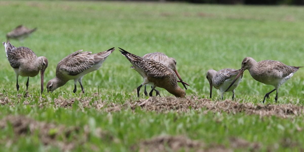 Bar-tailed Godwit - ML616713013