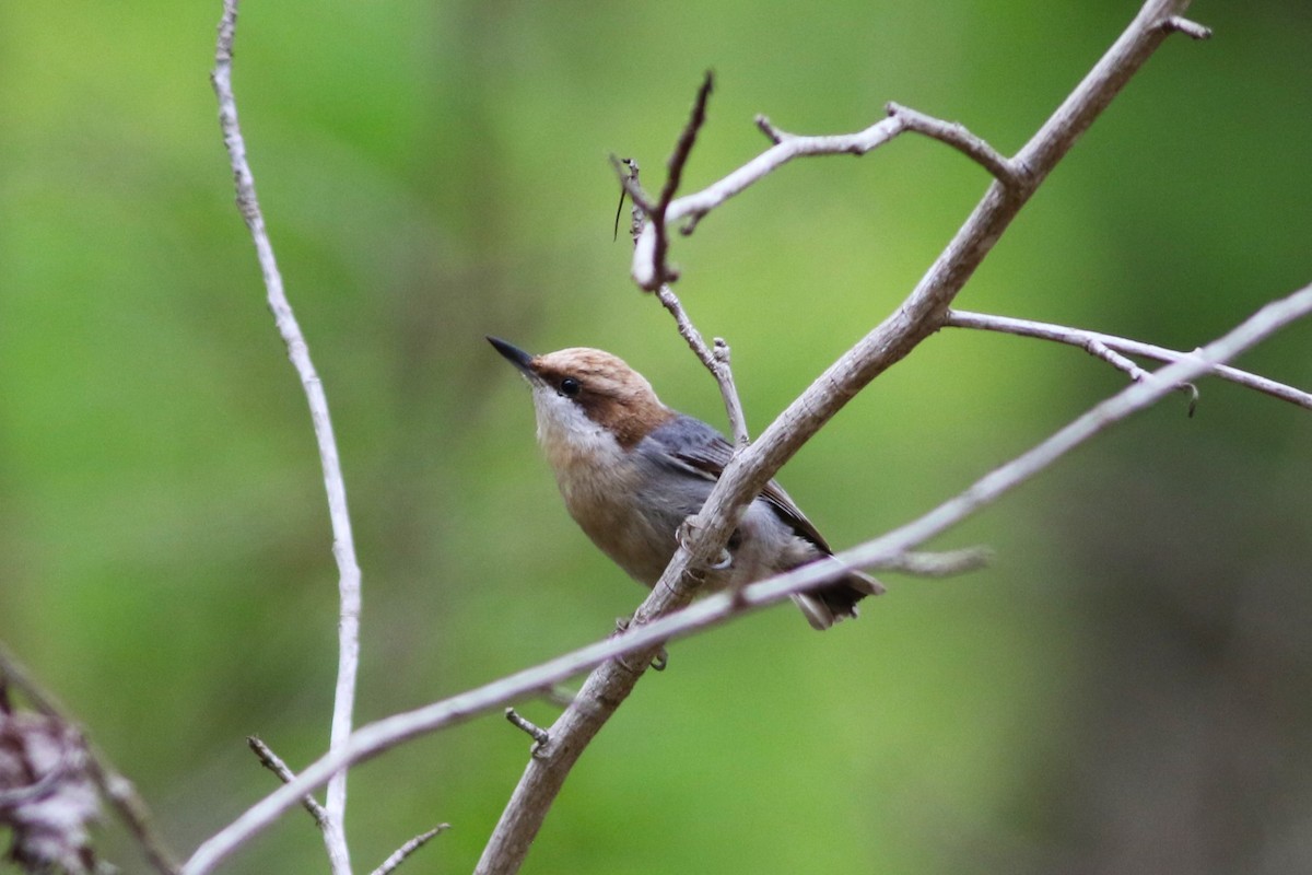 Brown-headed Nuthatch - Brian Berry