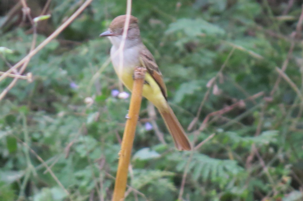 Brown-crested Flycatcher - ML616713029