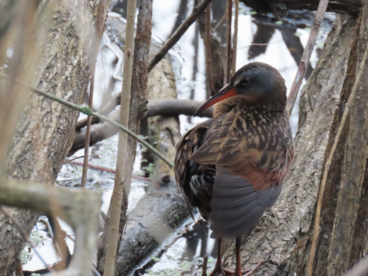 Virginia Rail - Elias Markee-Ratner