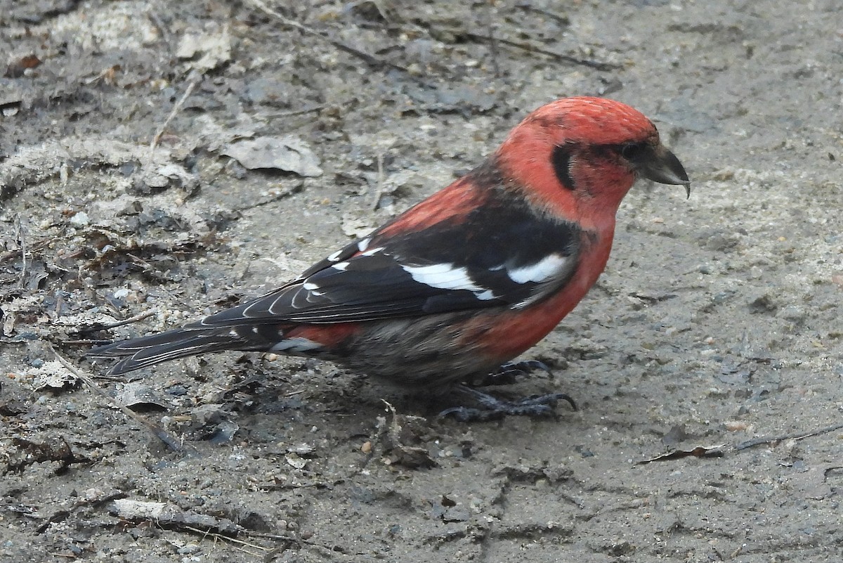 White-winged Crossbill - ML616713083