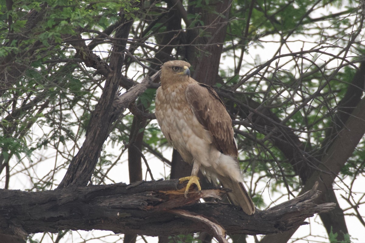 Booted Eagle - ML616713123