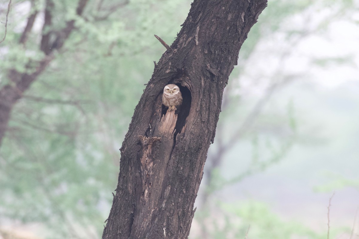 Spotted Owlet - ML616713146