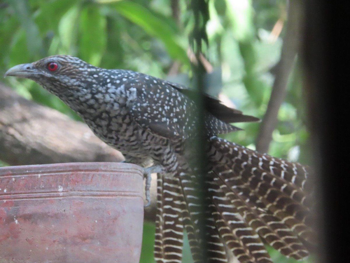 Asian Koel - Gargi Dalawat