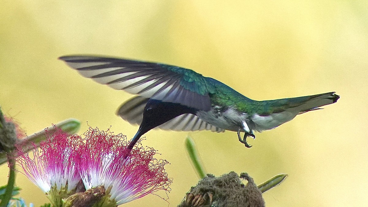 kolibřík bělokrký - ML616713225