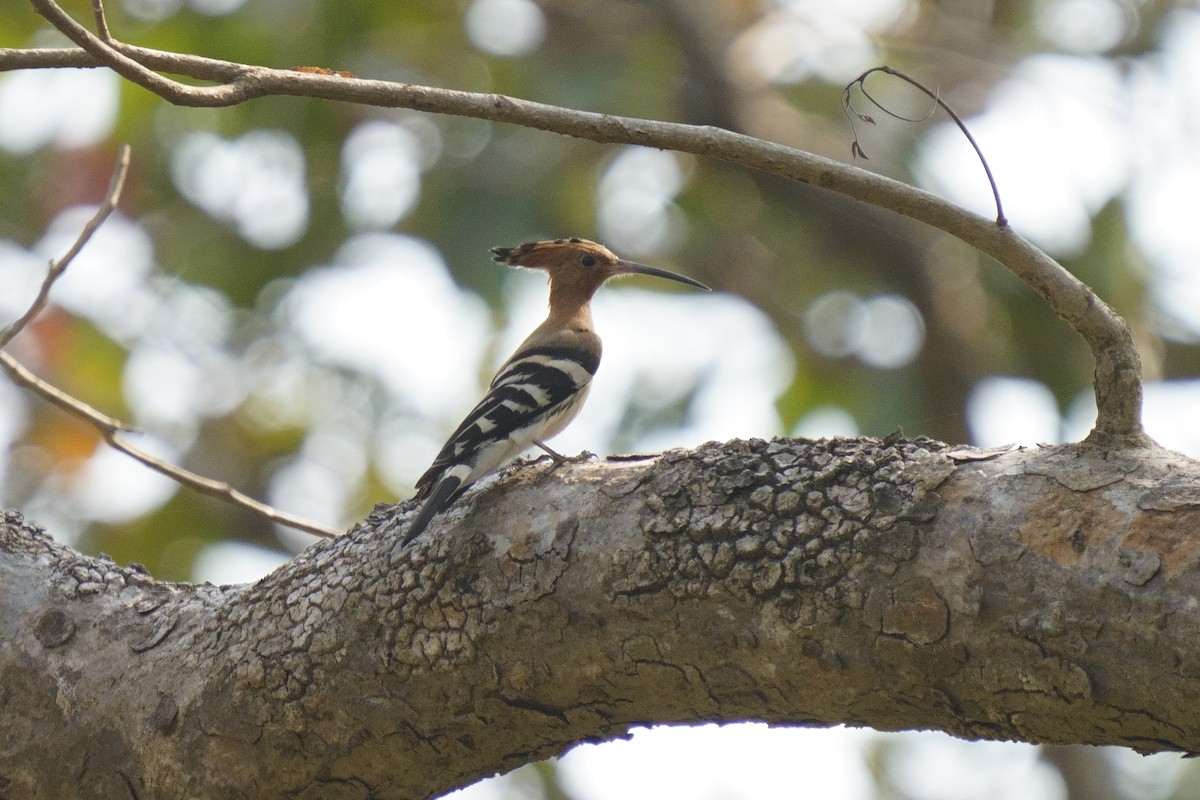 Eurasian Hoopoe - ML616713228