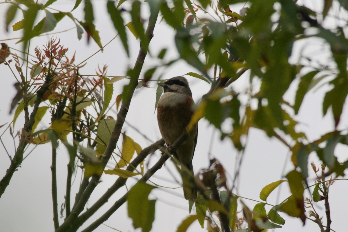 White-capped Bunting - Johan Bergkvist