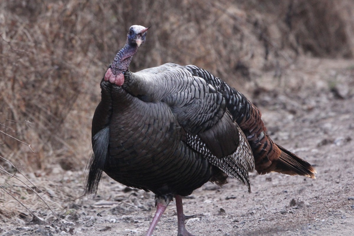 Wild Turkey - ML616713237