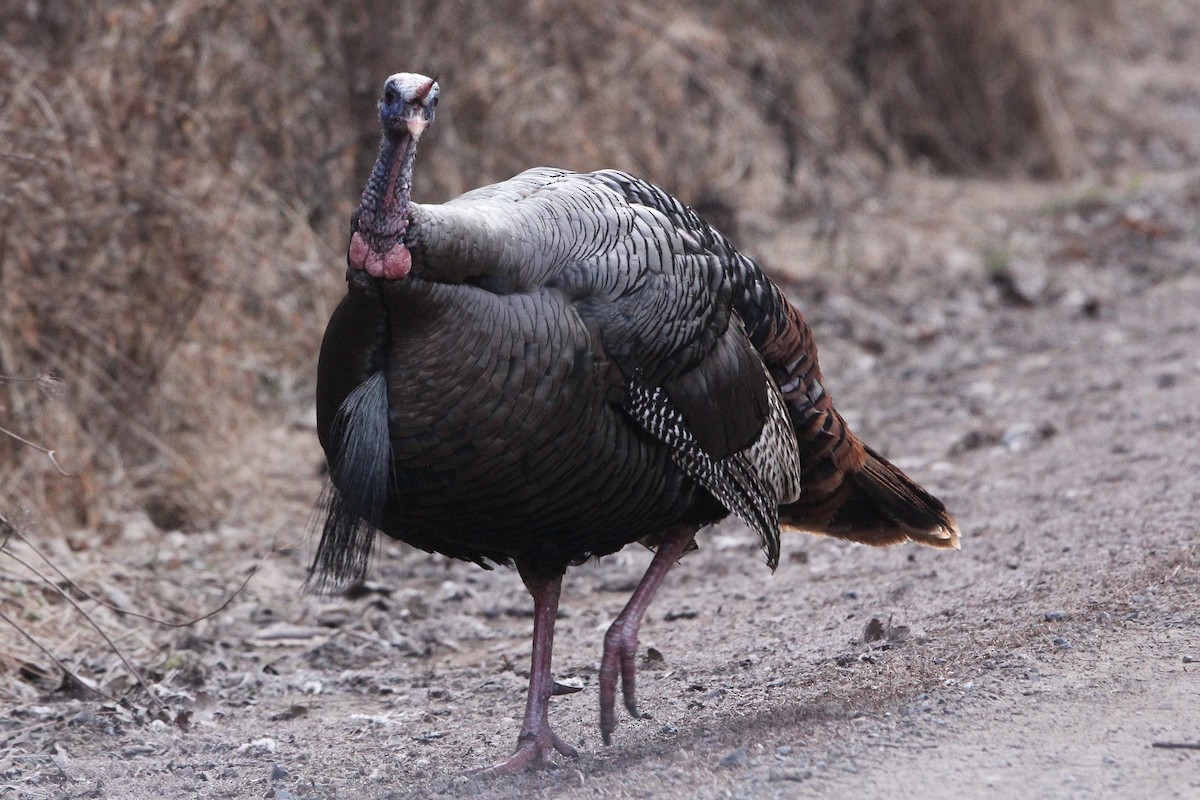 Wild Turkey - ML616713240