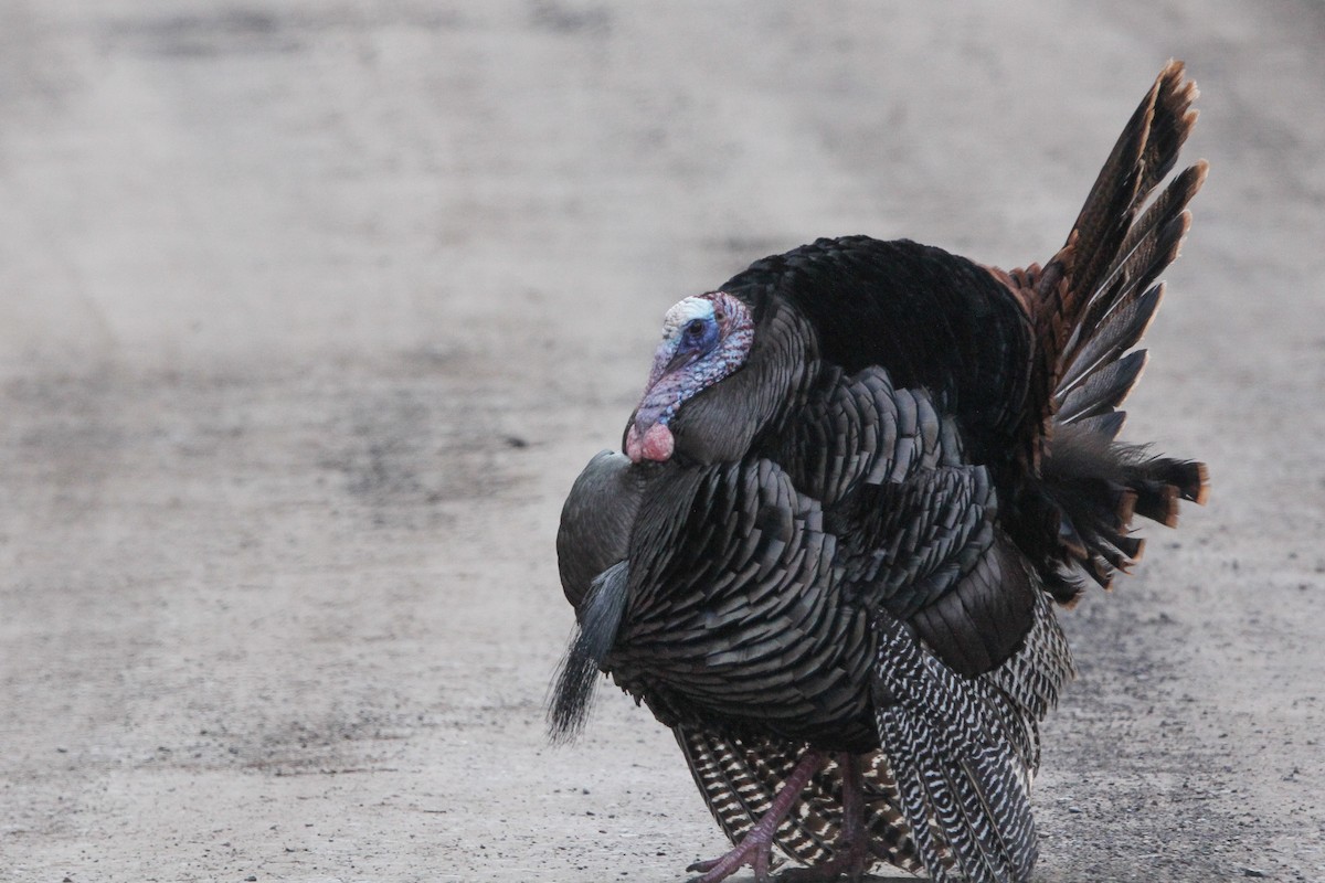 Wild Turkey - ML616713243