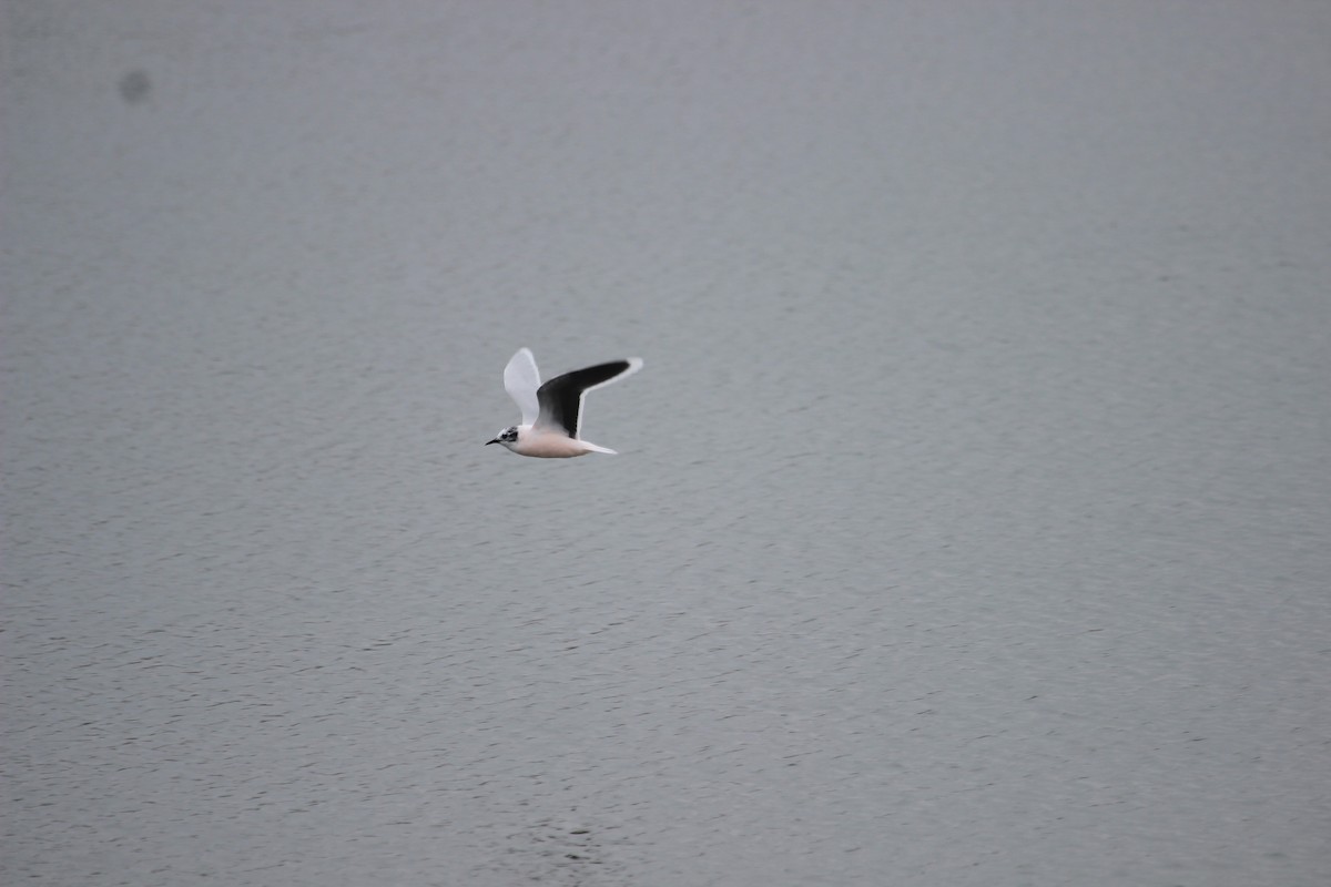 Little Gull - Kevin Cheng