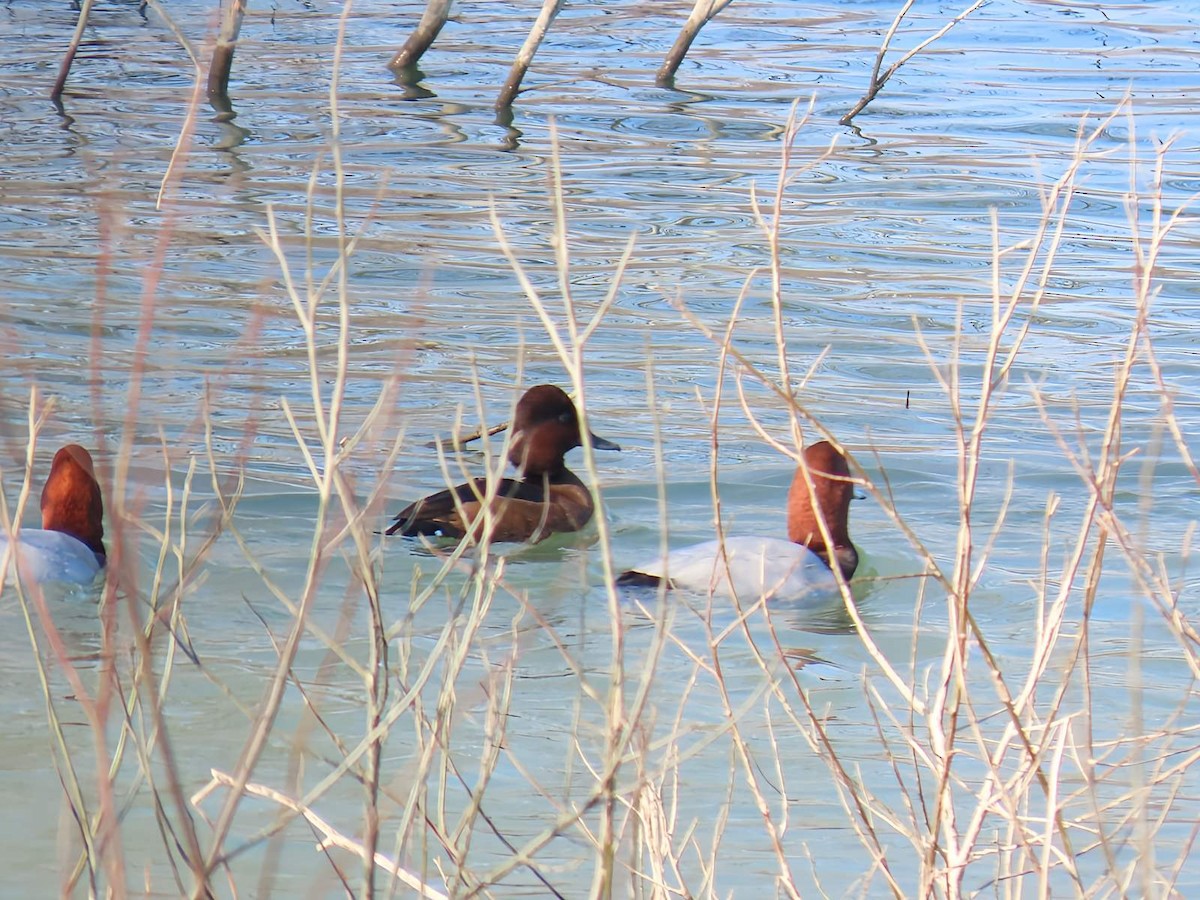 Ferruginous Duck - ML616713296