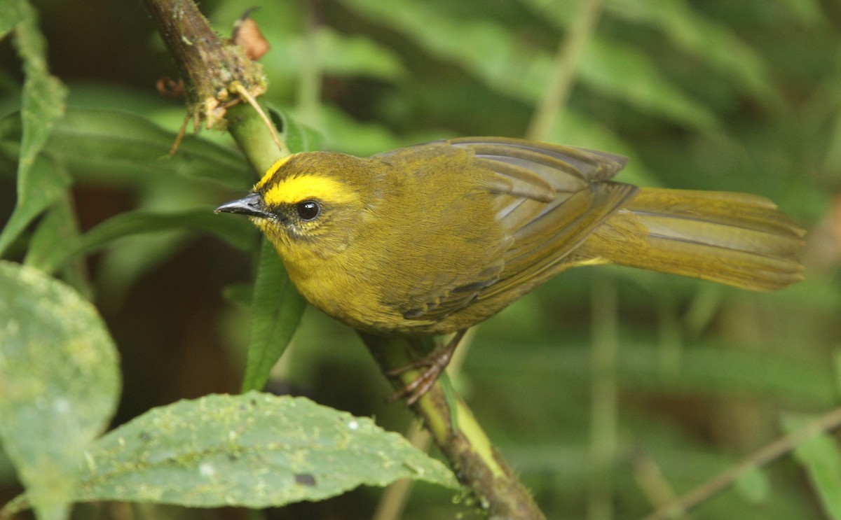 Citrine Warbler - Luke Seitz