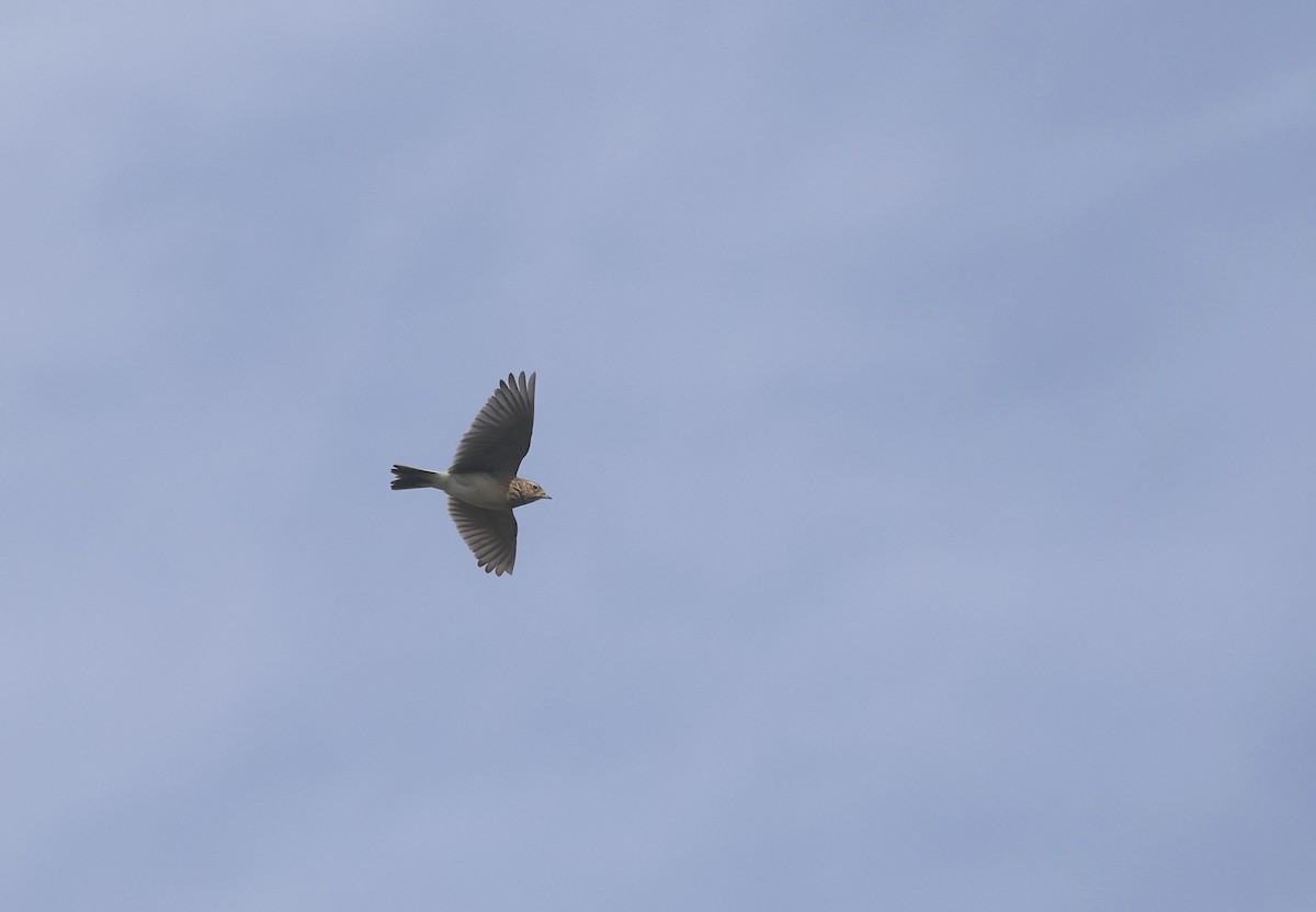 Eurasian Skylark - Will Scott