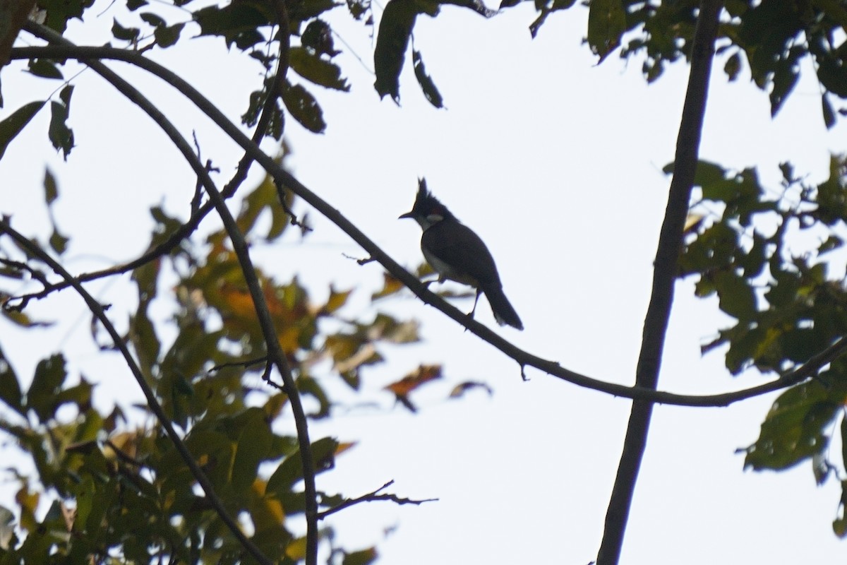 Red-whiskered Bulbul - Gopalakrishna R