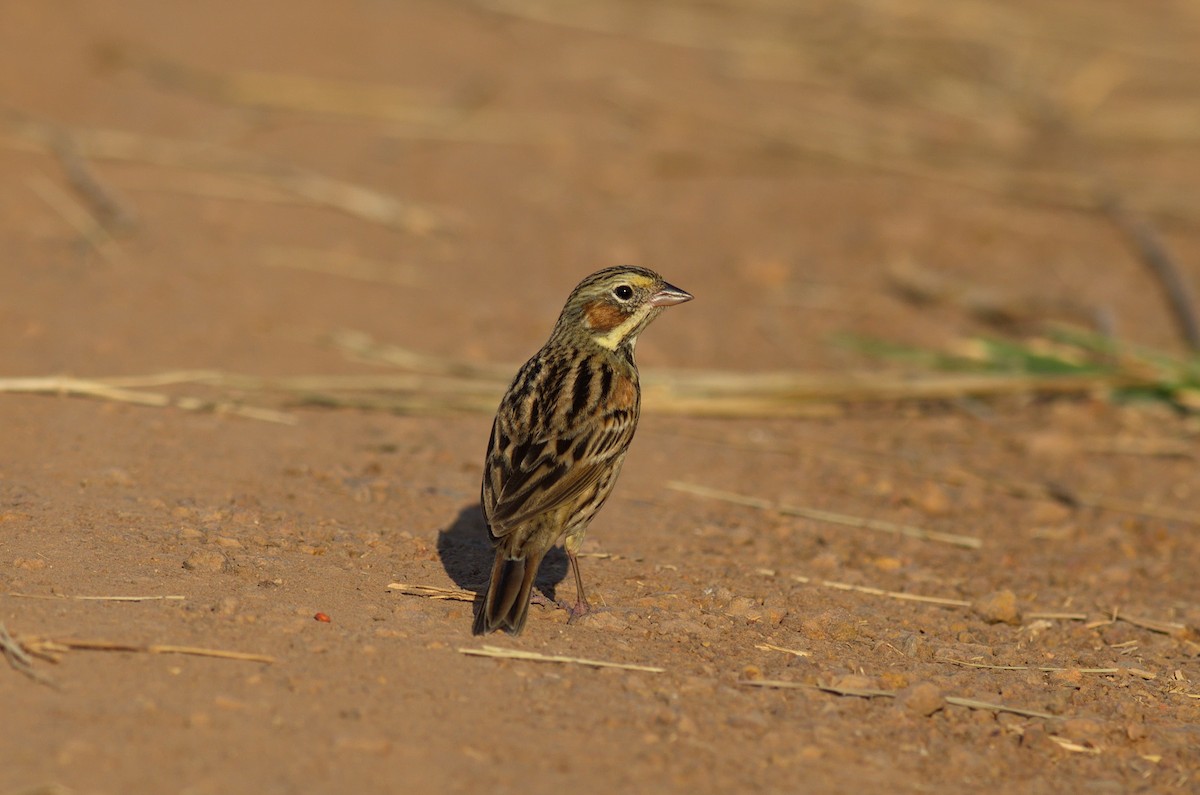 Шар нүдэн хөмрөг - ML616713401