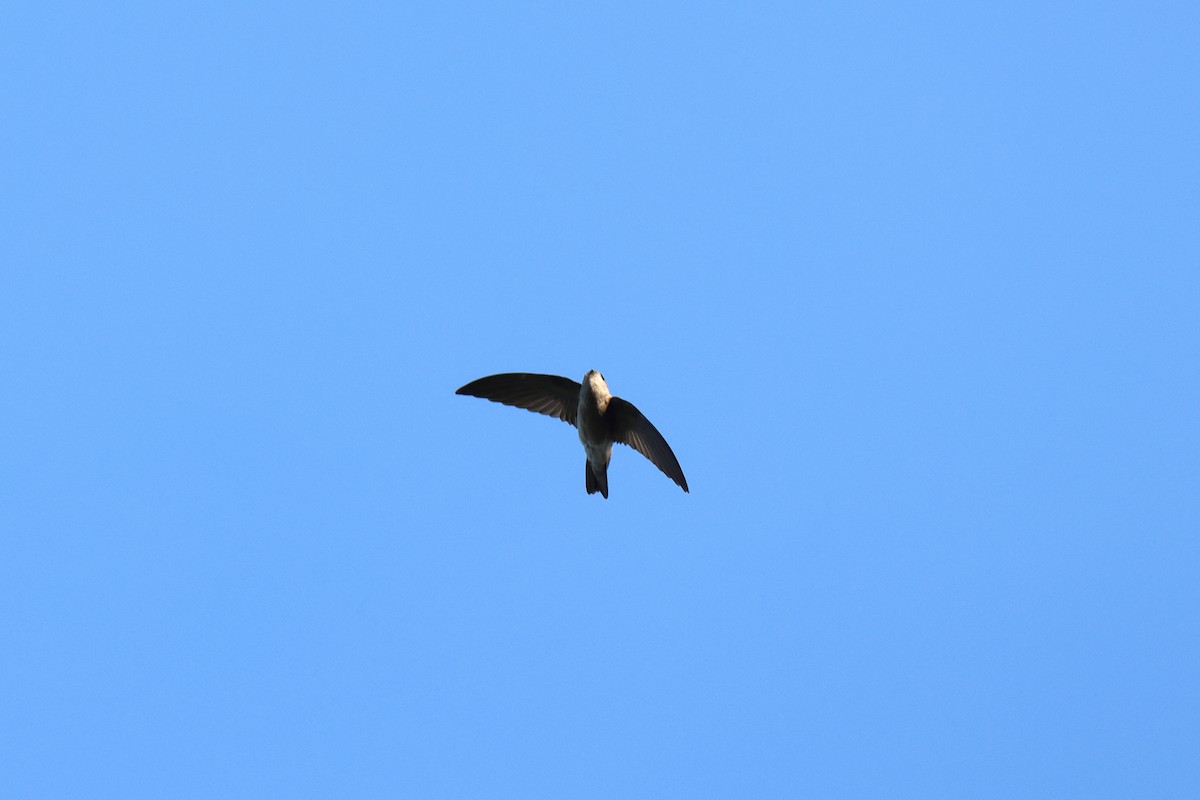 Germain's Swiftlet - ML616713430