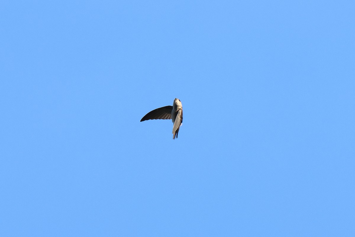 Germain's Swiftlet - ML616713431