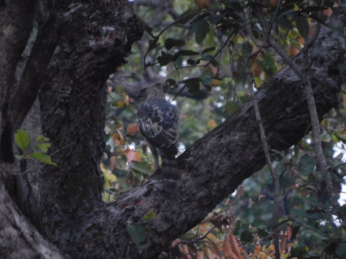 Changeable Hawk-Eagle - ML616713475