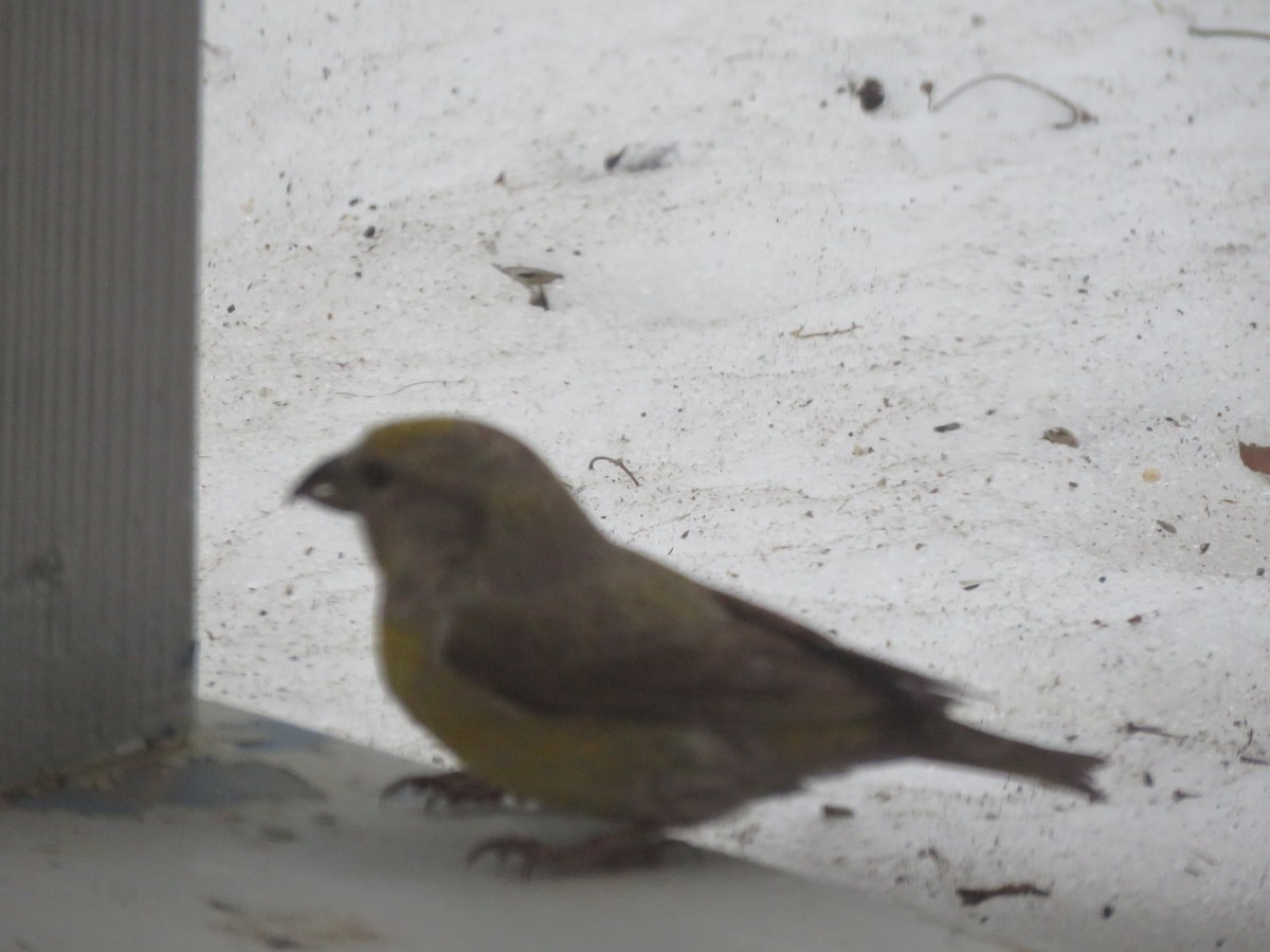 Red Crossbill - ML616713500