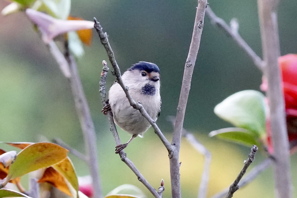 Silver-throated Tit - ML616713548