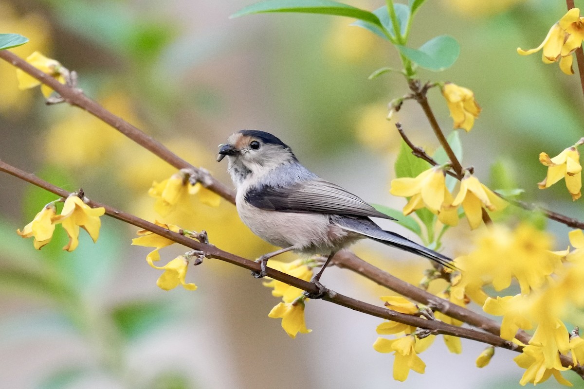 Silver-throated Tit - ML616713555