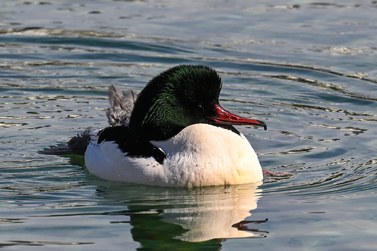 Common Merganser - ML616713604