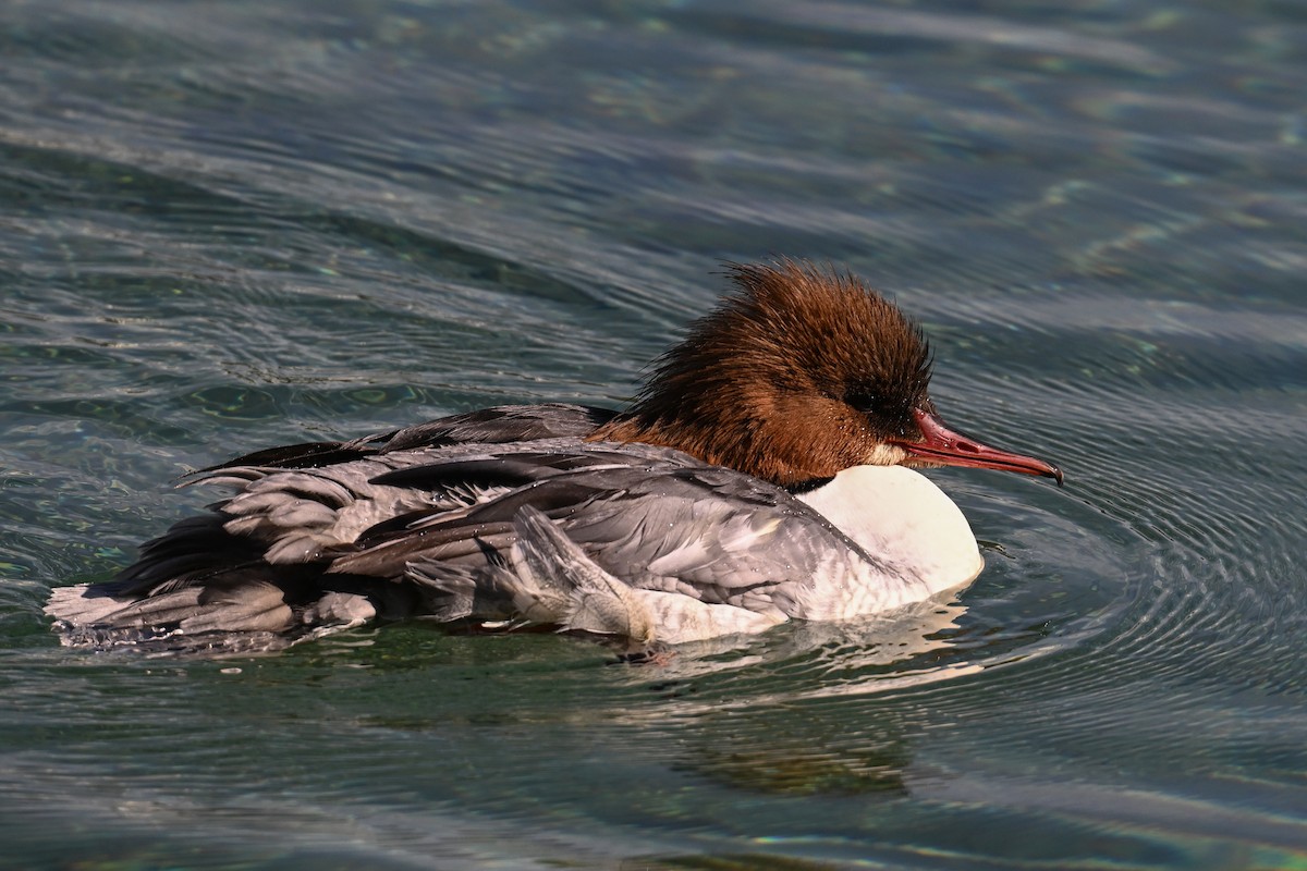 Common Merganser - Maryse Neukomm