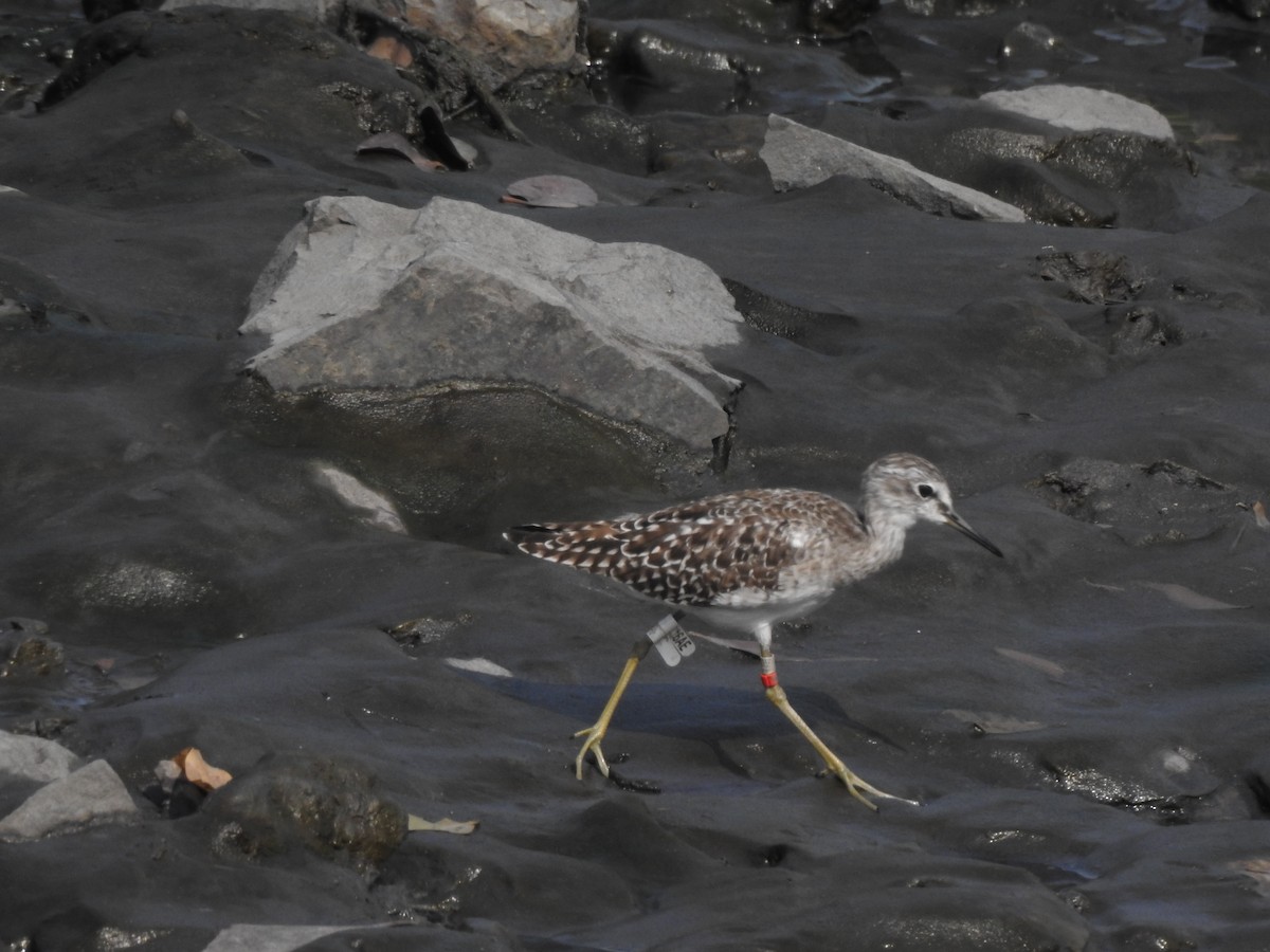 Wood Sandpiper - Francis D'Souza