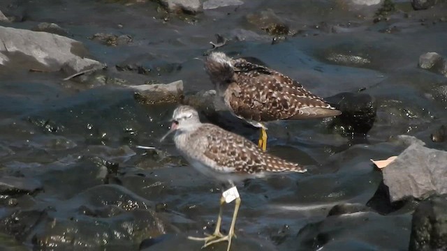 Wood Sandpiper - ML616713625