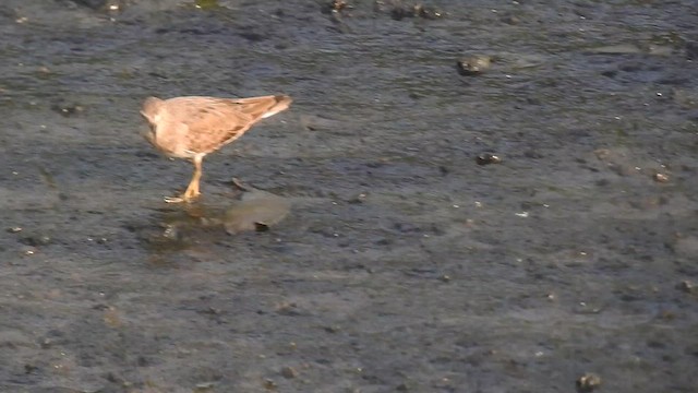 Temminck's Stint - ML616713638