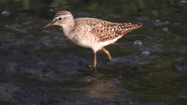 Wood Sandpiper - ML616713646