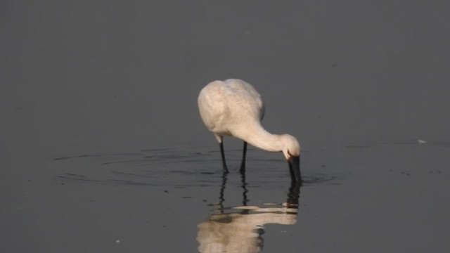 Eurasian Spoonbill - ML616713666