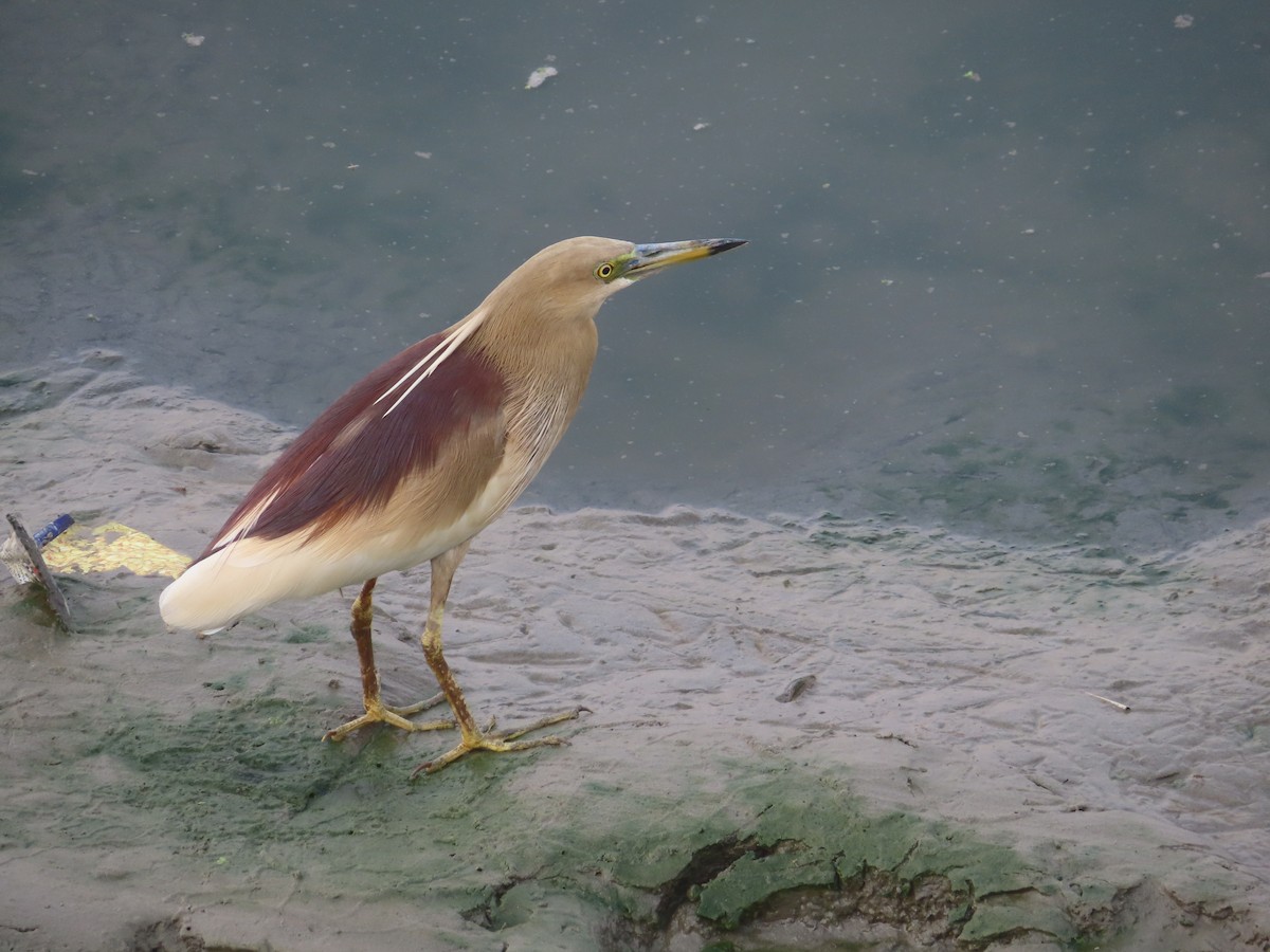 Indian Pond-Heron - Gargi Dalawat