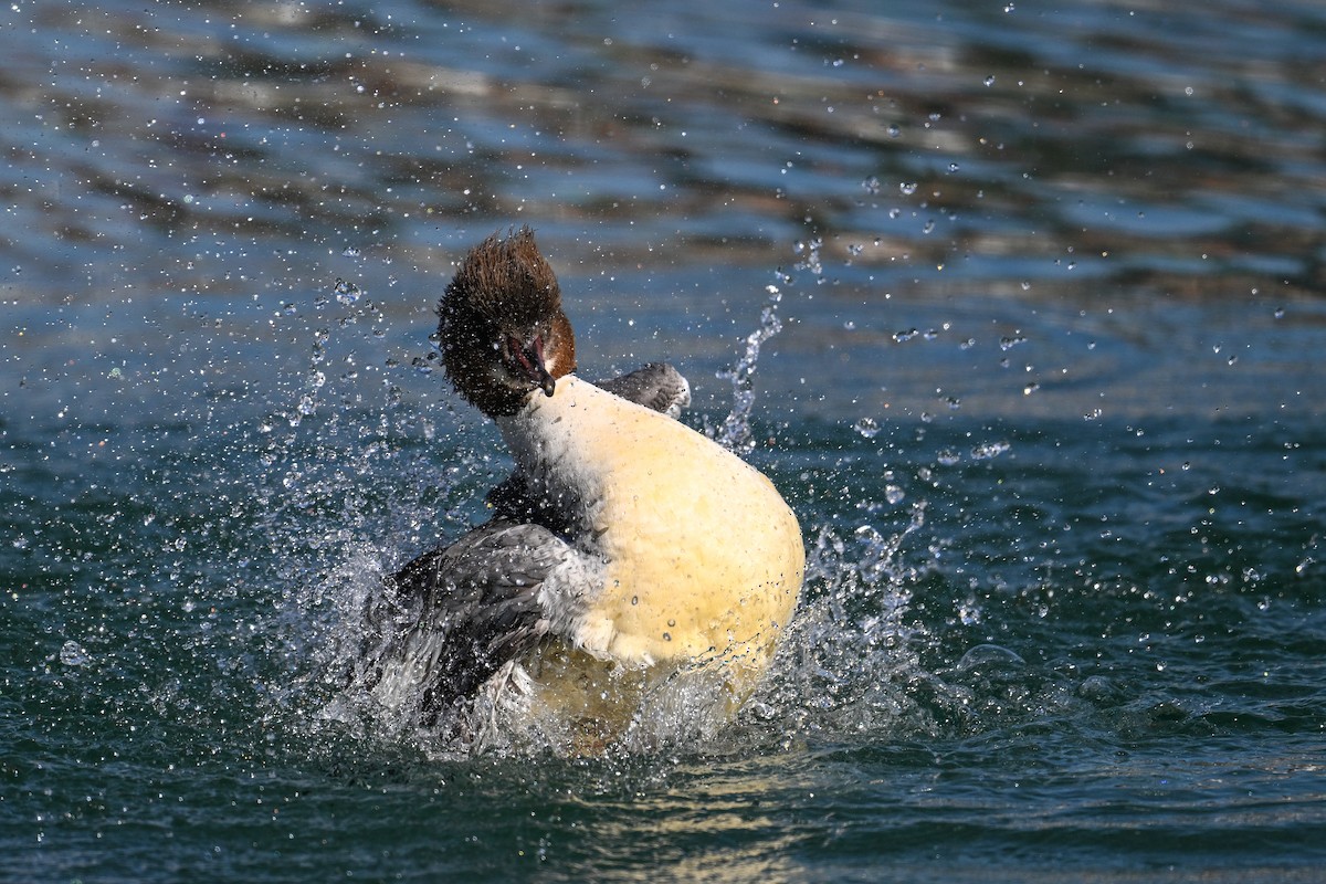 Common Merganser - Maryse Neukomm