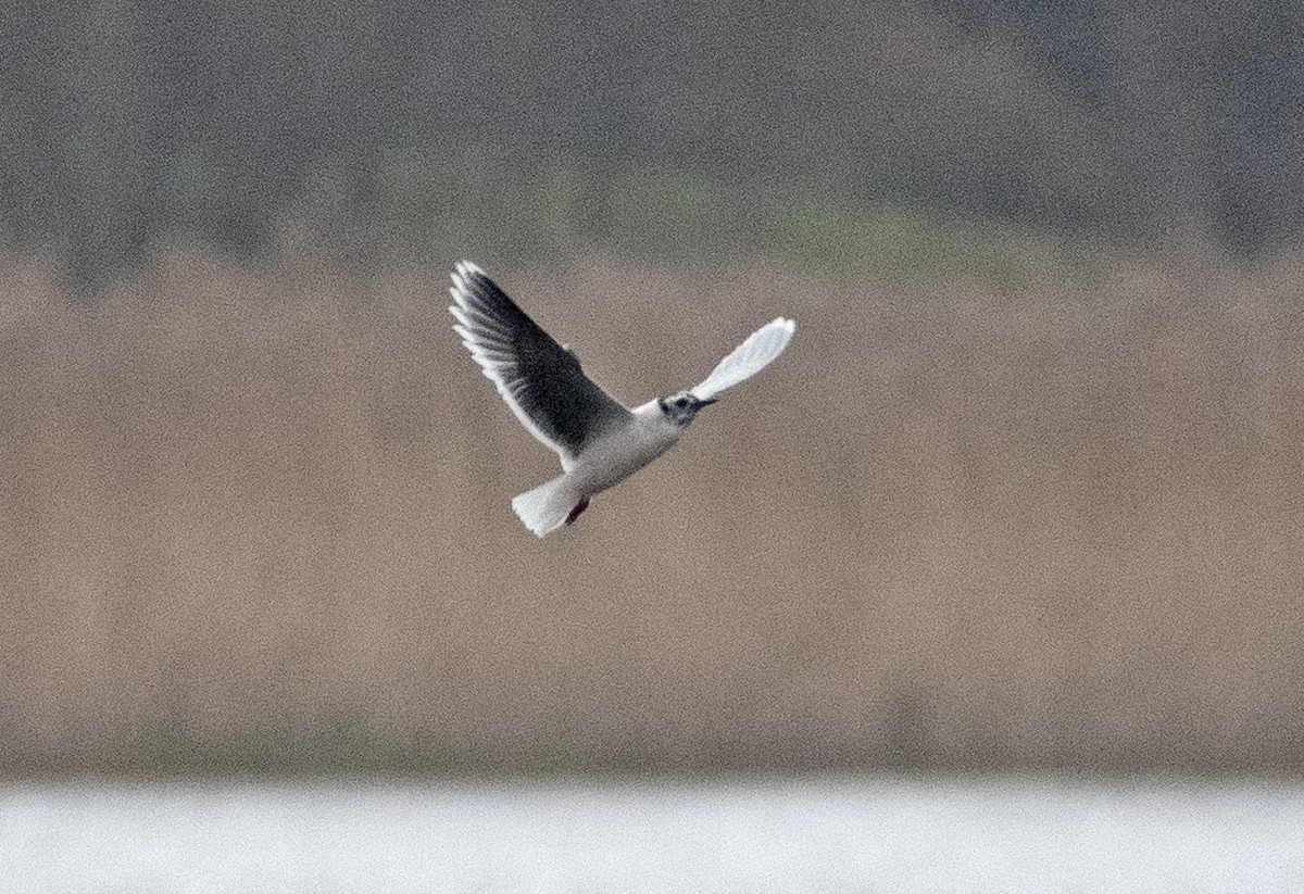 Little Gull - Ed Stubbs