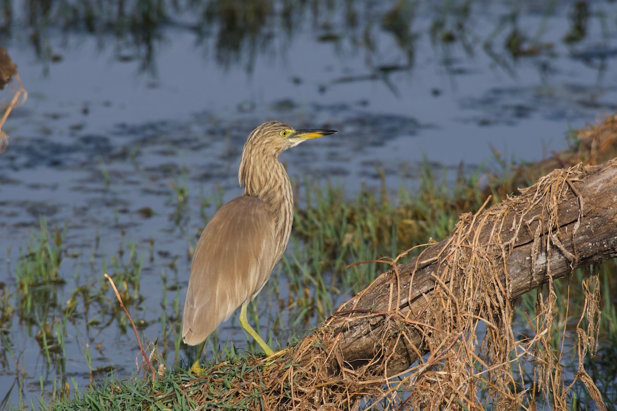 Indian Pond-Heron - ML616713694