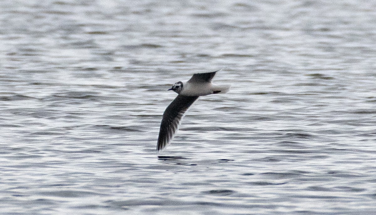 Gaviota Enana - ML616713695