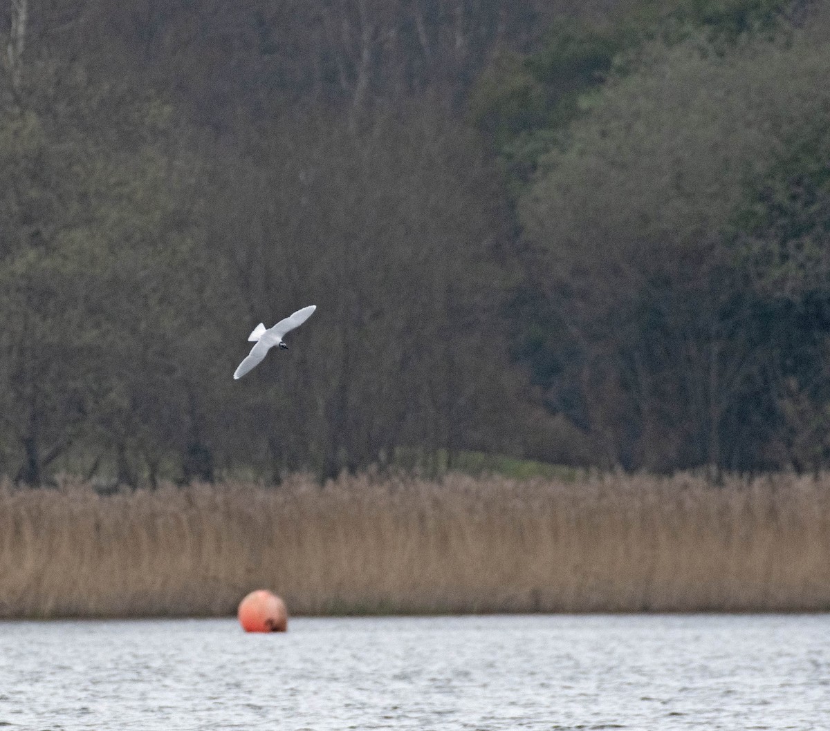 Little Gull - Ed Stubbs