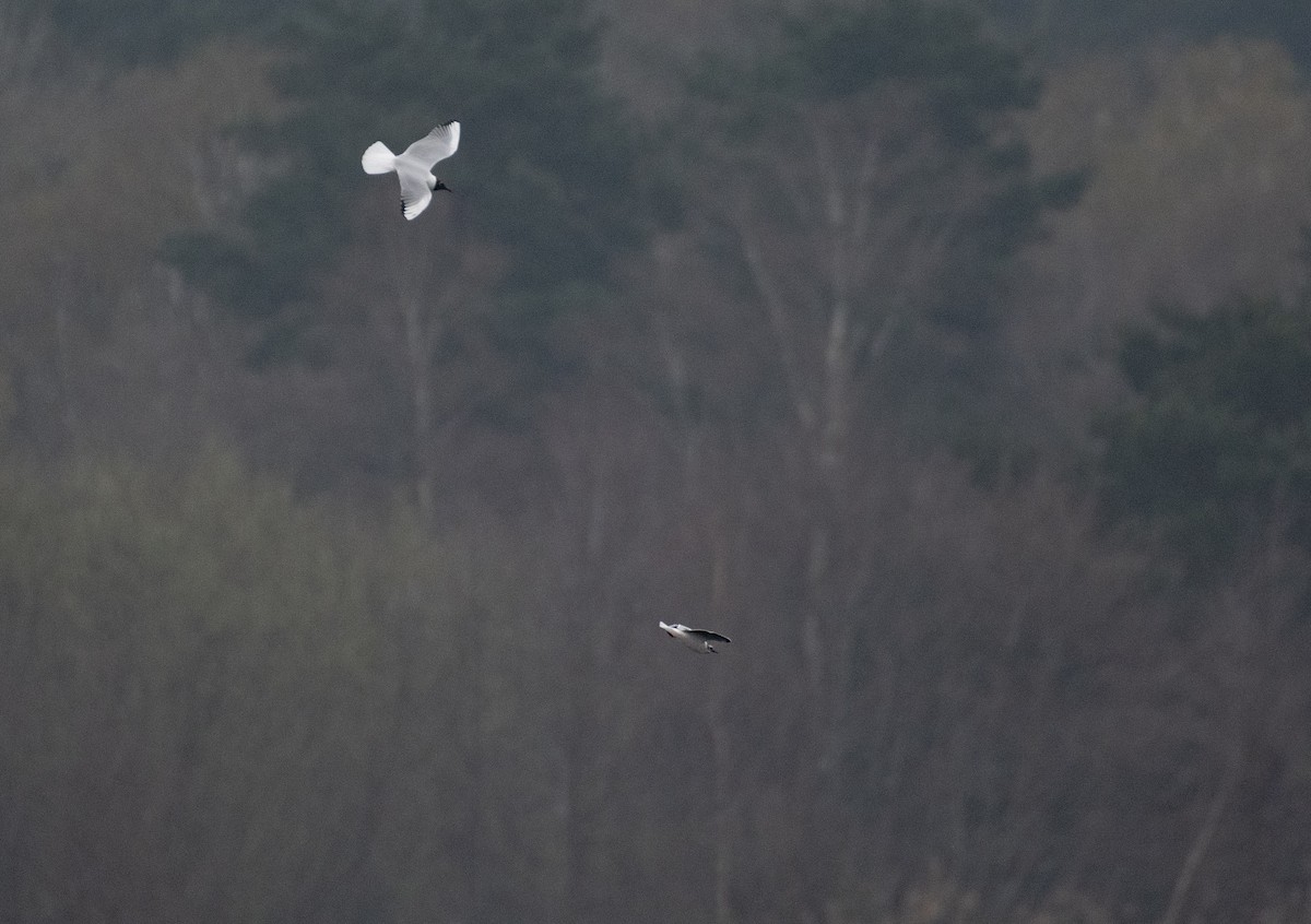 Little Gull - ML616713710