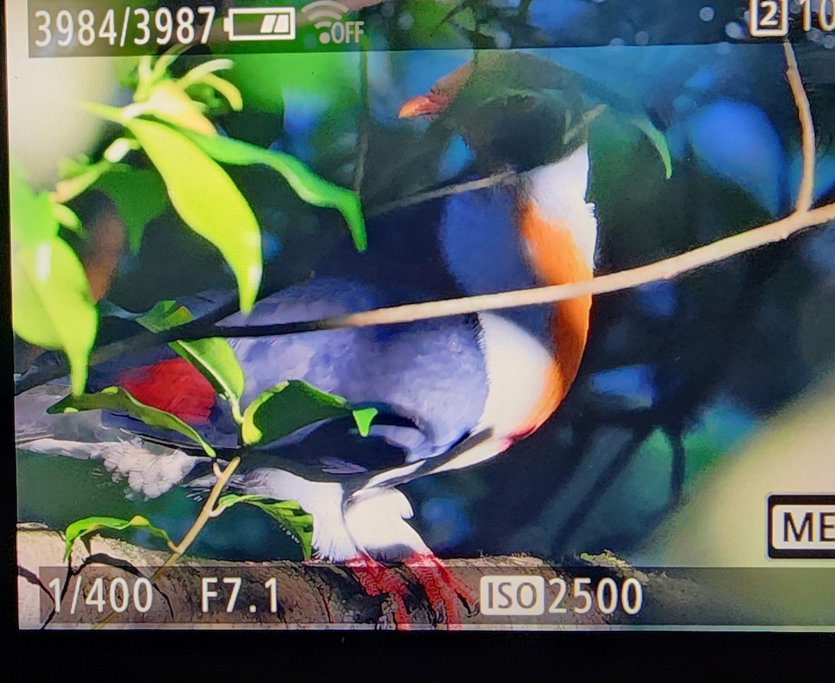 Flame-breasted Fruit-Dove - Irene  Dy