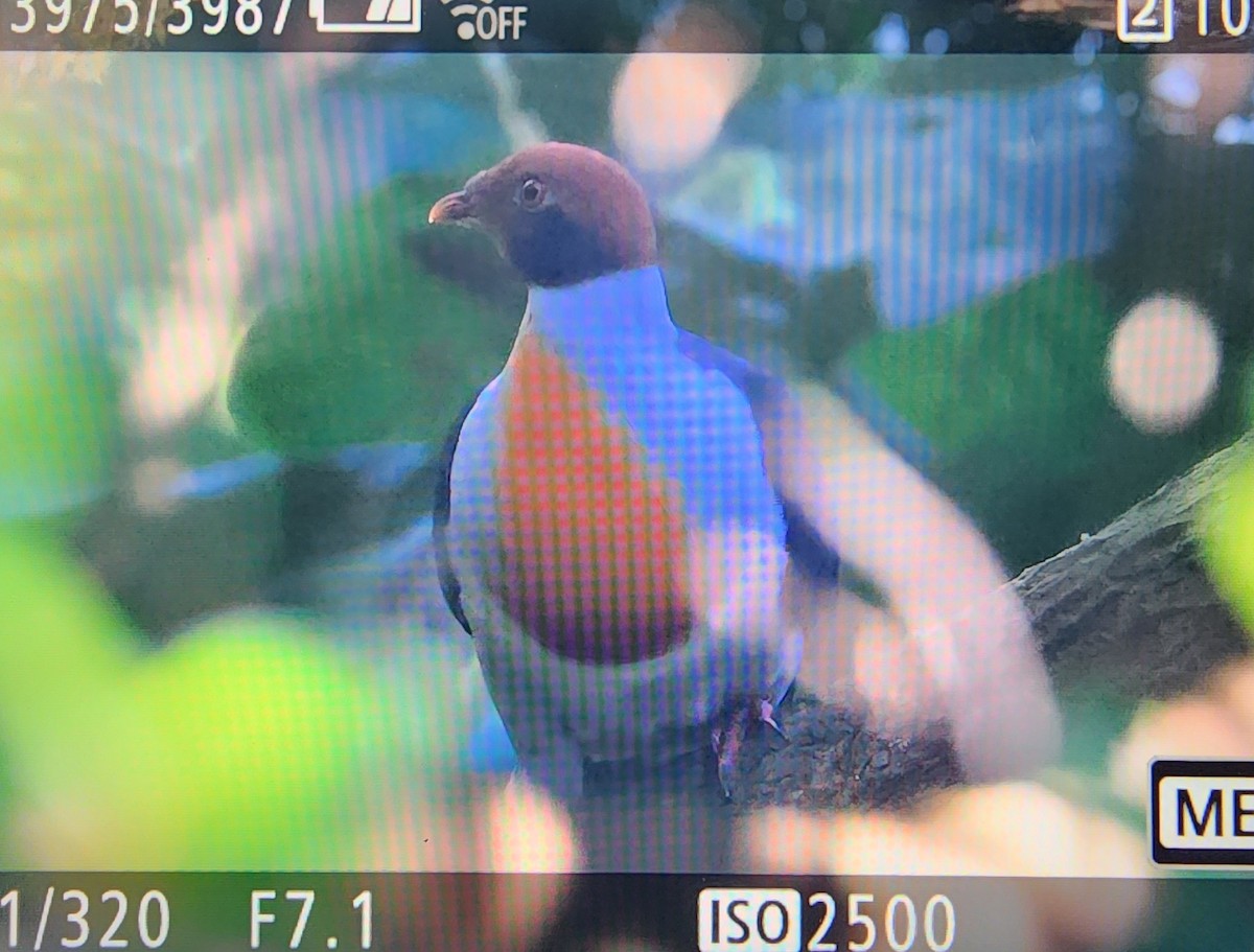 Flame-breasted Fruit-Dove - Irene  Dy