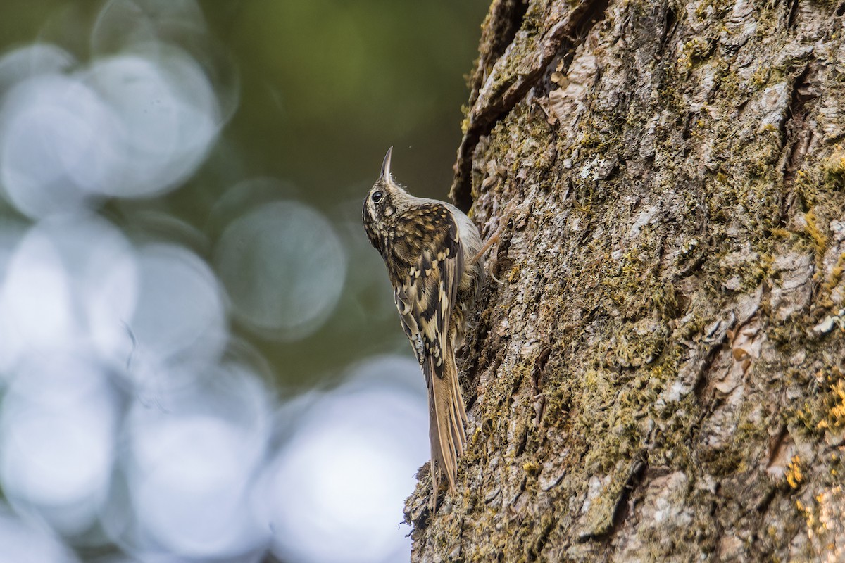 Hume's Treecreeper - ML616713732